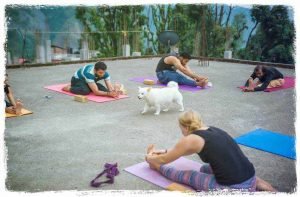 Ashtanga with dog