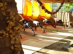 Vinyasa Yoga Teacher Training | Shree Hari Yoga