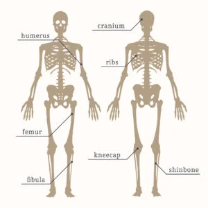 Skeletal system | Shree Hari Yoga