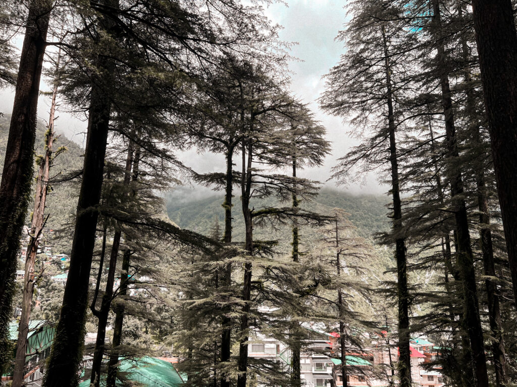 50H YIN YTTC DHARAMSHALA SEP 2026