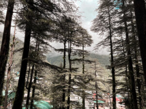 50H YIN YTTC DHARAMSHALA SEP 2026